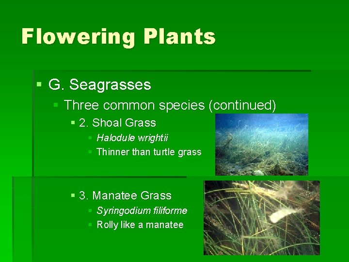 Flowering Plants § G. Seagrasses § Three common species (continued) § 2. Shoal Grass