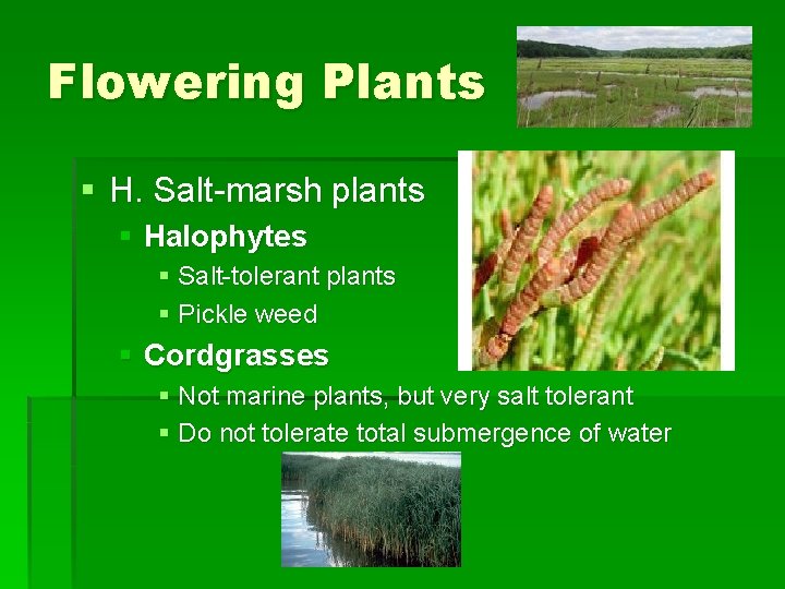Flowering Plants § H. Salt-marsh plants § Halophytes § Salt-tolerant plants § Pickle weed