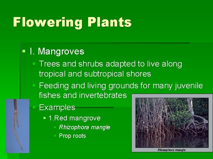 Flowering Plants § I. Mangroves § Trees and shrubs adapted to live along tropical