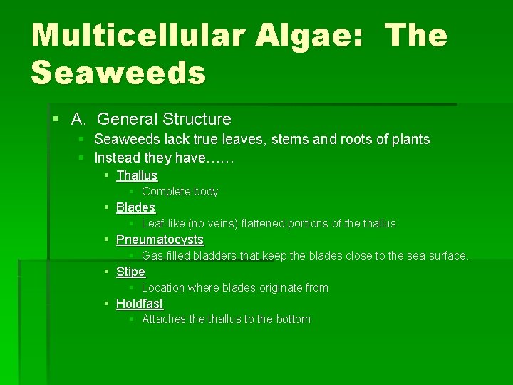Multicellular Algae: The Seaweeds § A. General Structure § Seaweeds lack true leaves, stems