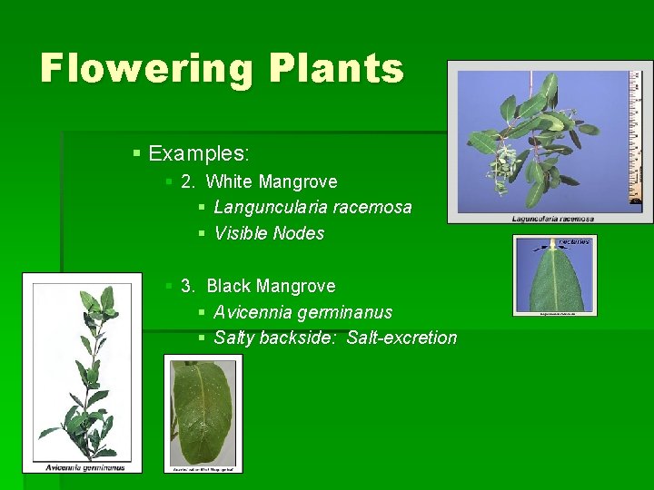 Flowering Plants § Examples: § 2. White Mangrove § Languncularia racemosa § Visible Nodes