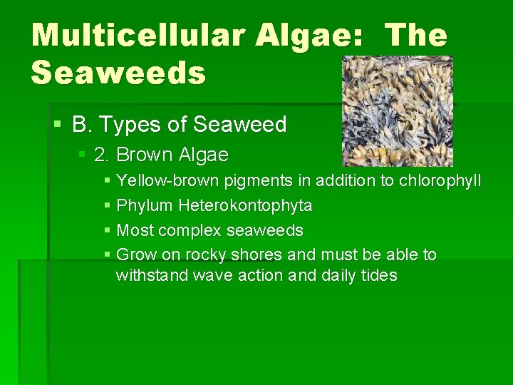 Multicellular Algae: The Seaweeds § B. Types of Seaweed § 2. Brown Algae §