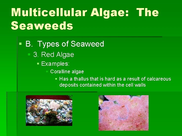 Multicellular Algae: The Seaweeds § B. Types of Seaweed § 3. Red Algae §