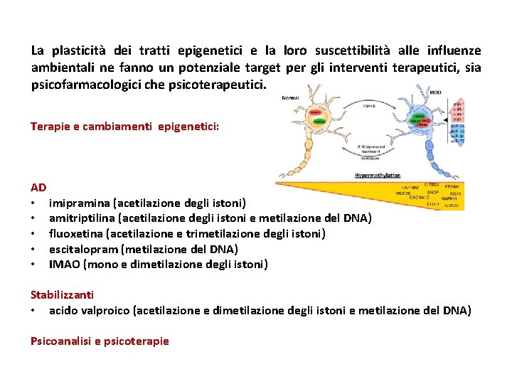 La plasticità dei tratti epigenetici e la loro suscettibilità alle influenze ambientali ne fanno