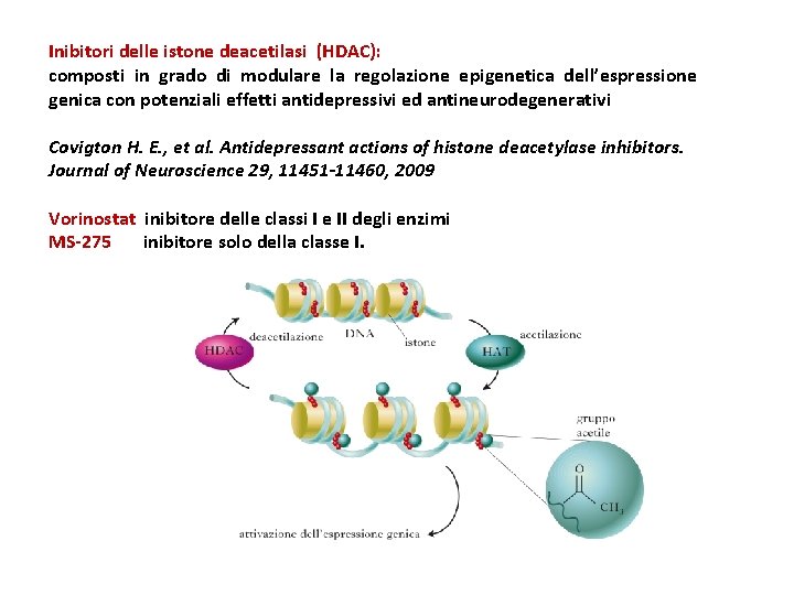 Inibitori delle istone deacetilasi (HDAC): composti in grado di modulare la regolazione epigenetica dell’espressione