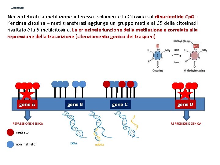 G. Trombetta Nei vertebrati la metilazione interessa solamente la Citosina sul dinucleotide Cp. G