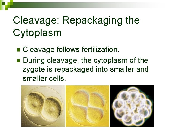 Cleavage: Repackaging the Cytoplasm Cleavage follows fertilization. n During cleavage, the cytoplasm of the