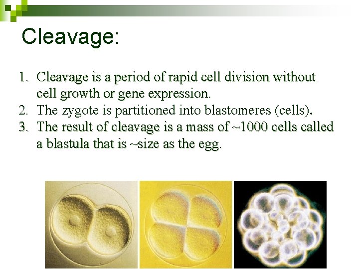 Cleavage: 1. Cleavage is a period of rapid cell division without cell growth or