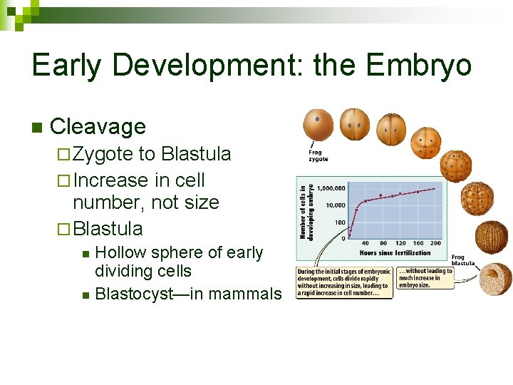 Early Development: the Embryo n Cleavage ¨ Zygote to Blastula ¨ Increase in cell