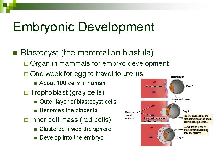 Embryonic Development n Blastocyst (the mammalian blastula) ¨ Organ in mammals for embryo development
