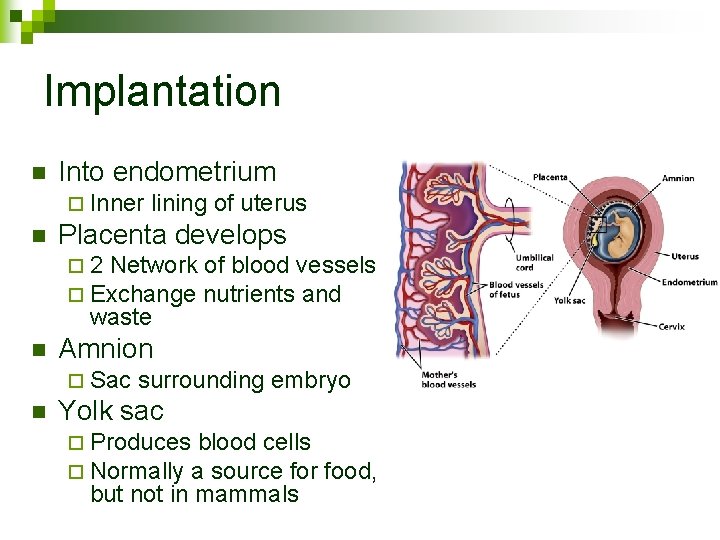 Implantation n Into endometrium ¨ Inner n lining of uterus Placenta develops ¨ 2