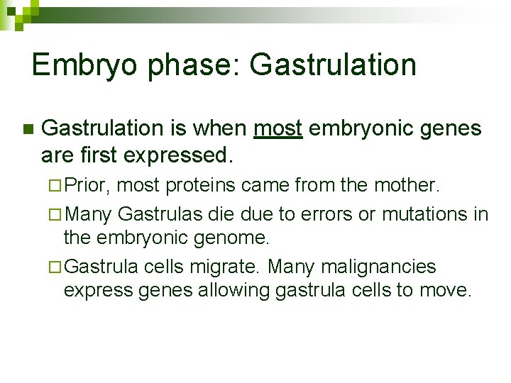 Embryo phase: Gastrulation n Gastrulation is when most embryonic genes are first expressed. ¨