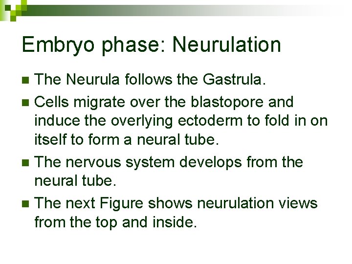 Embryo phase: Neurulation The Neurula follows the Gastrula. n Cells migrate over the blastopore