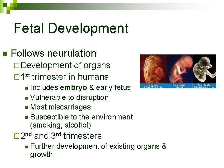 Fetal Development n Follows neurulation ¨ Development of organs ¨ 1 st trimester in