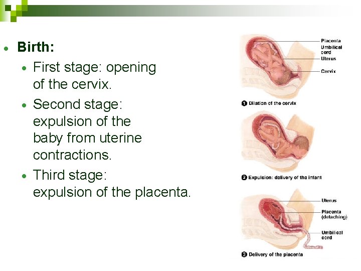 · Birth: · First stage: opening of the cervix. · Second stage: expulsion of