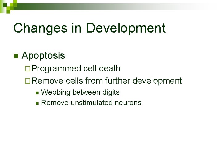 Changes in Development n Apoptosis ¨ Programmed cell death ¨ Remove cells from further