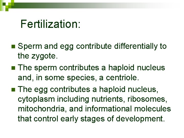 Fertilization: Sperm and egg contribute differentially to the zygote. n The sperm contributes a