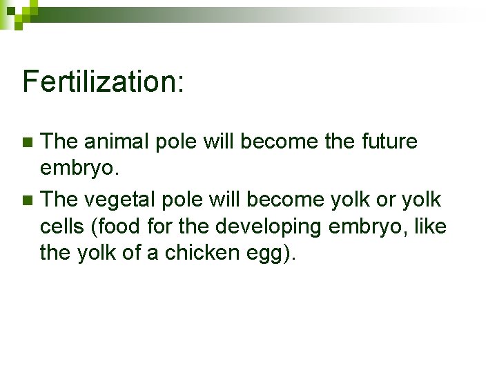Fertilization: The animal pole will become the future embryo. n The vegetal pole will