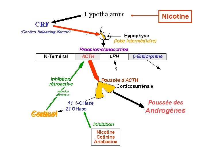 Hypothalamus Nicotine CRF (Cortico Releasing Factor) N-Terminal Hypophyse (lobe intermédiaire) Proopiomélanocortine ACTH LPH -Endorphine