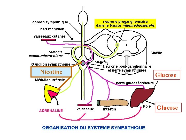 neurone préganglionnaire dans le tractus intermédiolateralis cordon sympathique nerf rachidien vaisseaux cutanés rameau communicant