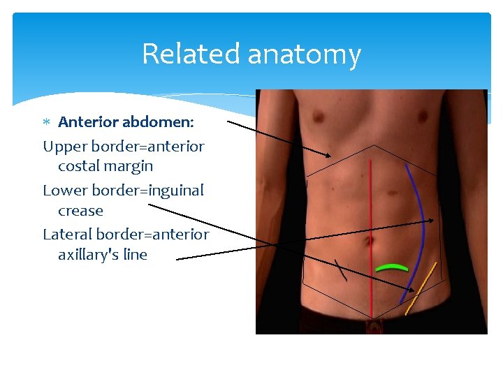 Related anatomy Anterior abdomen: Upper border=anterior costal margin Lower border=inguinal crease Lateral border=anterior axillary's