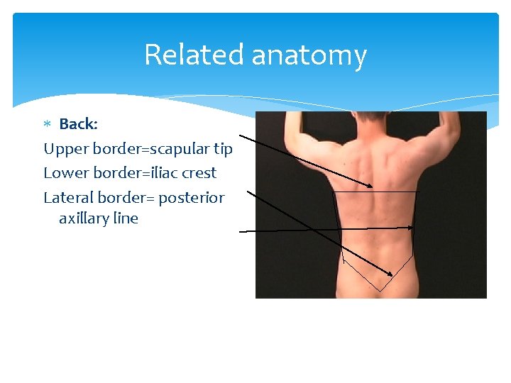 Related anatomy Back: Upper border=scapular tip Lower border=iliac crest Lateral border= posterior axillary line