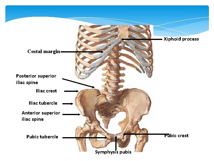Xiphoid process Costal margin Posterior superior iliac spine Iliac crest Iliac tubercle Anterior superior