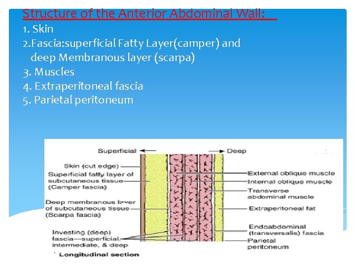 Structure of the Anterior Abdominal Wall: 1. Skin 2. Fascia: superficial Fatty Layer(camper) and