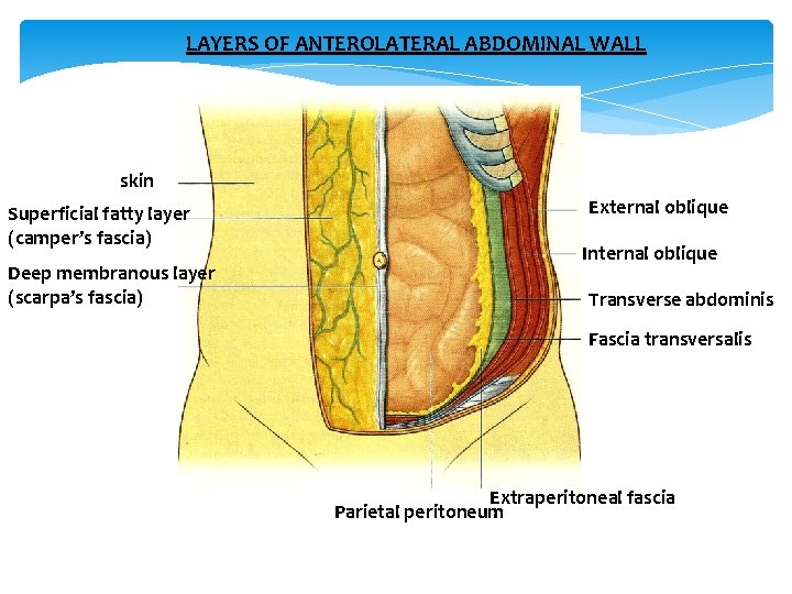 LAYERS OF ANTEROLATERAL ABDOMINAL WALL skin Superficial fatty layer (camper’s fascia) Deep membranous layer