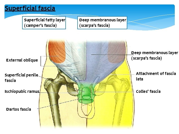 Superficial fascia Superficial fatty layer (camper’s fascia) Deep membranous layer (scarpa’s fascia) External oblique