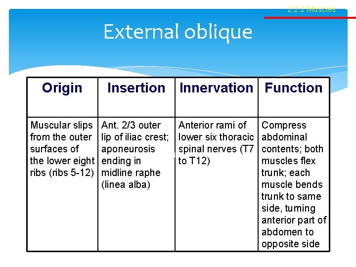 2. 2. 2 Muscles External oblique Origin Muscular slips from the outer surfaces of