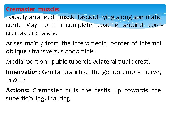 Cremaster muscle: Loosely arranged muscle fasciculi lying along spermatic cord. May form incomplete coating