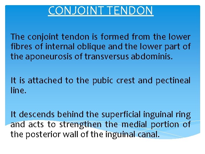 CONJOINT TENDON The conjoint tendon is formed from the lower fibres of internal oblique