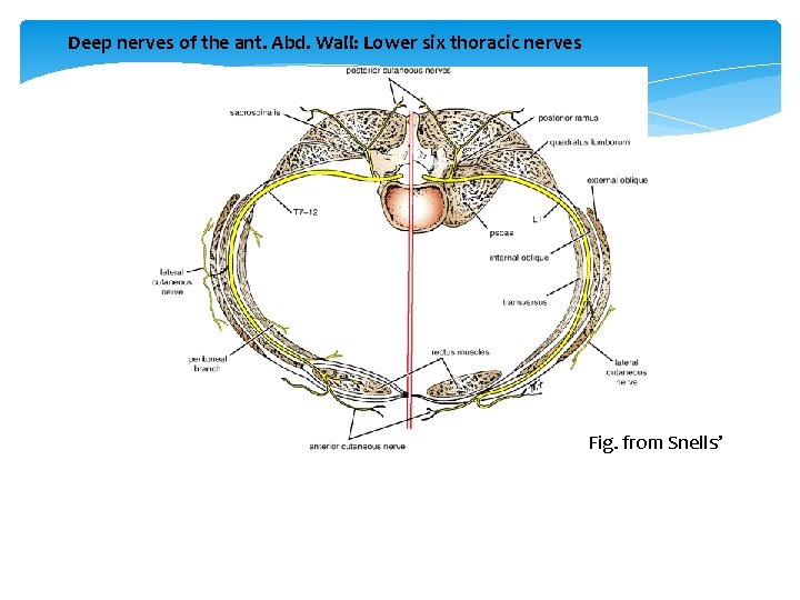 Deep nerves of the ant. Abd. Wall: Lower six thoracic nerves Fig. from Snells’