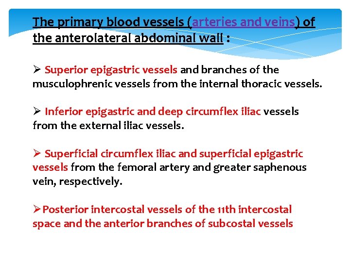 The primary blood vessels (arteries and veins) of the anterolateral abdominal wall : Ø