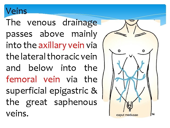 Veins The venous drainage passes above mainly into the axillary vein via the lateral