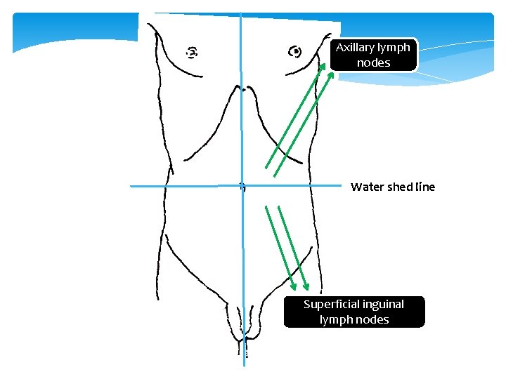 Axillary lymph nodes Water shed line Superficial inguinal lymph nodes 