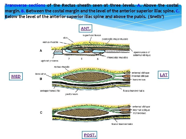 Transverse sections of the Rectus sheath seen at three levels. A. Above the costal