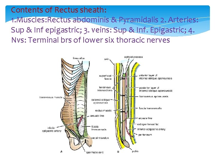 Contents of Rectus sheath: 1. Muscles: Rectus abdominis & Pyramidalis 2. Arteries: Sup &