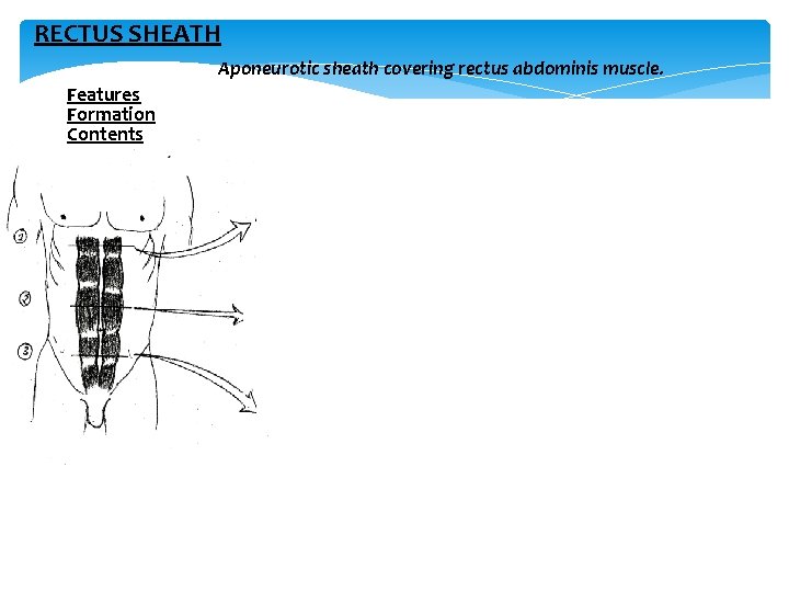 RECTUS SHEATH Aponeurotic sheath covering rectus abdominis muscle. Features Formation Contents 