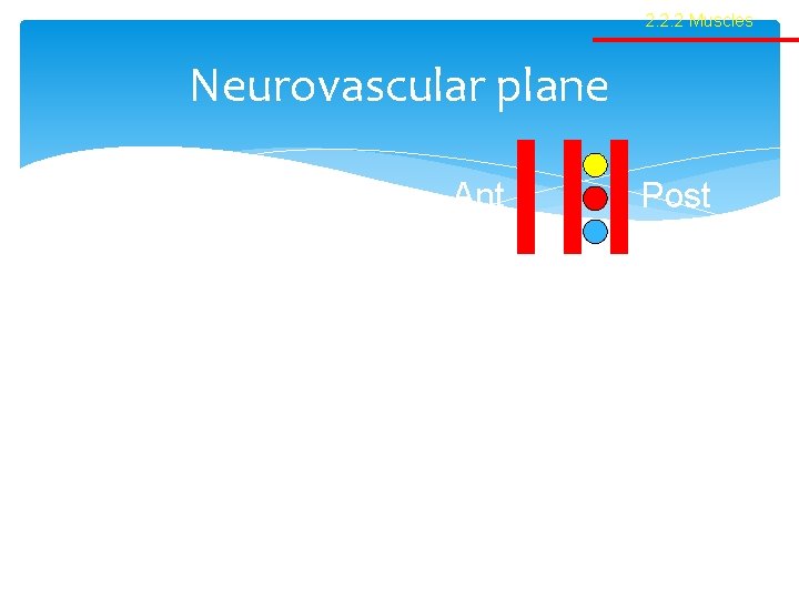 2. 2. 2 Muscles Neurovascular plane Ant Post 