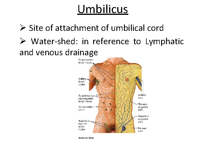 Umbilicus Ø Site of attachment of umbilical cord Ø Water-shed: in reference to Lymphatic