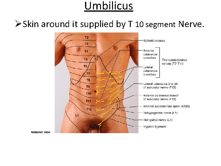 Umbilicus ØSkin around it supplied by T 10 segment Nerve. 