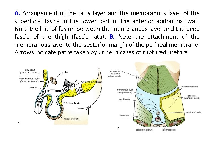 A. Arrangement of the fatty layer and the membranous layer of the superficial fascia