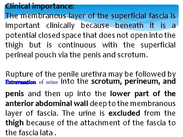 Clinical importance: The membranous layer of the superficial fascia is important clinically because beneath