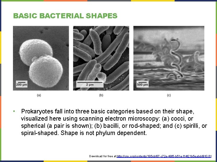 BASIC BACTERIAL SHAPES • Prokaryotes fall into three basic categories based on their shape, BASIC BACTERIAL SHAPES • Prokaryotes fall into three basic categories based on their shape,