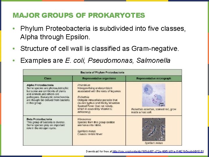 MAJOR GROUPS OF PROKARYOTES • Phylum Proteobacteria is subdivided into five classes, Alpha through MAJOR GROUPS OF PROKARYOTES • Phylum Proteobacteria is subdivided into five classes, Alpha through
