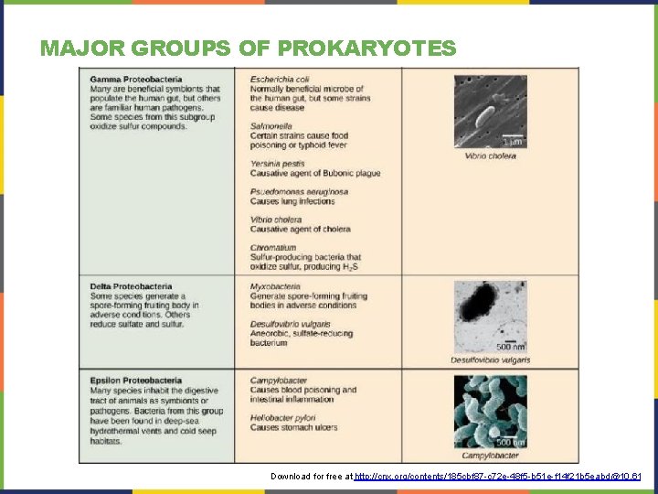 MAJOR GROUPS OF PROKARYOTES Download for free at http: //cnx. org/contents/185 cbf 87 -c MAJOR GROUPS OF PROKARYOTES Download for free at http: //cnx. org/contents/185 cbf 87 -c