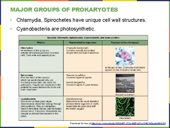MAJOR GROUPS OF PROKARYOTES • Chlamydia, Spirochetes have unique cell wall structures. • Cyanobacteria MAJOR GROUPS OF PROKARYOTES • Chlamydia, Spirochetes have unique cell wall structures. • Cyanobacteria