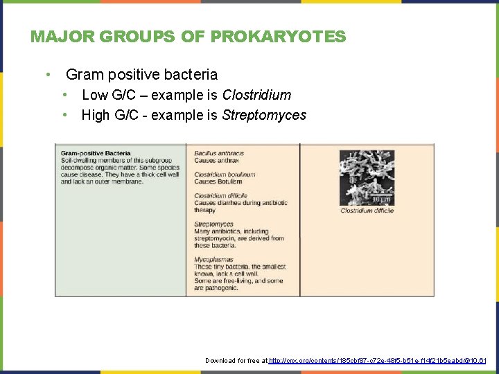 MAJOR GROUPS OF PROKARYOTES • Gram positive bacteria • • Low G/C – example MAJOR GROUPS OF PROKARYOTES • Gram positive bacteria • • Low G/C – example